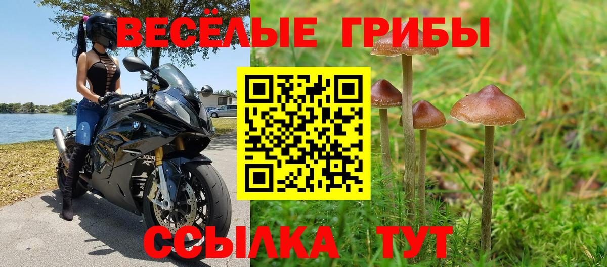 Галлюциногенные грибы Psilocybe Красногорск